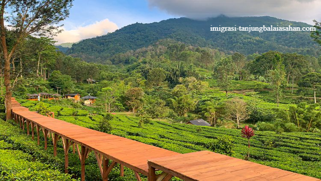 Inilah Daftar Tempat Rekomendasi Wisata Di Puncak Bogor